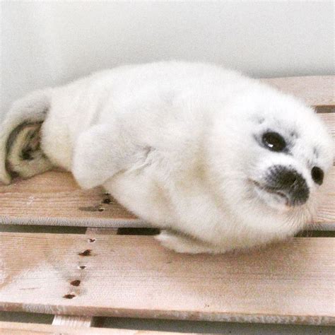 Seal 